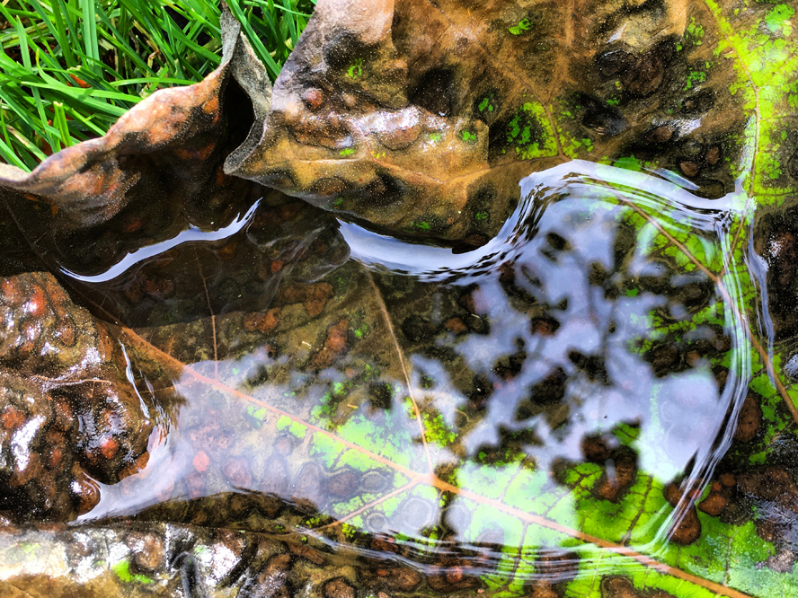 Slow Flow Photo Walk - contemplatief miksang moment met water in blad close-up